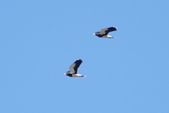 Daptrius megalopterus