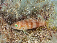 Serranus hepatus
