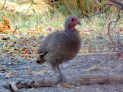 Pternistis swainsonii swainsonii