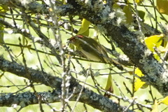 Cyclarhis gujanensis