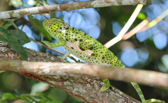 Chamaeleo dilepis