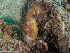 Hippocampus hippocampus