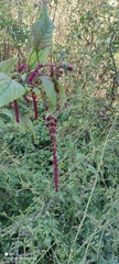 Amaranthus caudatus