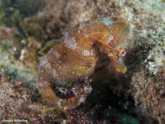 Hippocampus hippocampus