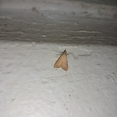 Antigastra catalaunalis