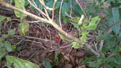 Lonicera alpigena