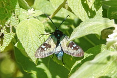 Chrysocale splendens