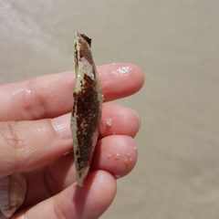 Semelidae