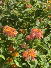 Lantana camara