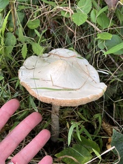Leucoagaricus leucothites