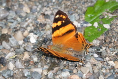Hypanartia lethe