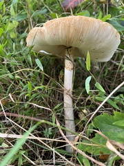 Leucoagaricus leucothites