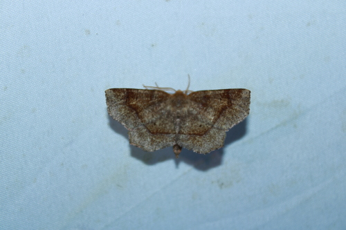 Common Metarranthis Moth photo 2