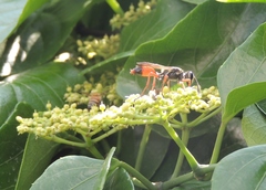 Sphex dorsalis