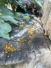 Calocera cornea