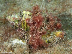 Monoplex parthenopeus