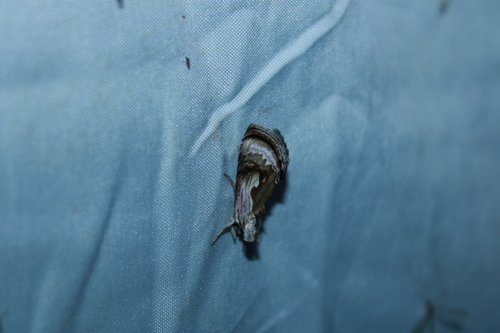 Formosa Looper Moth photo 5