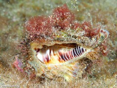 Monoplex parthenopeus