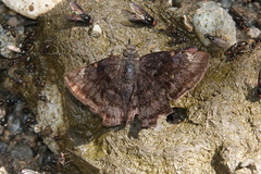 Pyrginae
