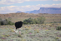 Struthio camelus australis