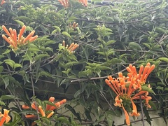Pyrostegia