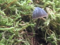 Mycena galopus