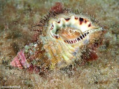 Monoplex parthenopeus