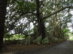 Ficus macrophylla