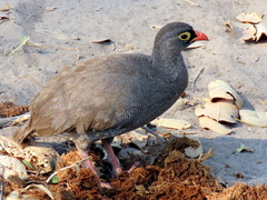 Pternistis adspersus
