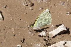 Leptophobia