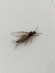 Lasius