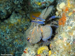 Scyllarides latus
