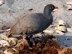 Pternistis adspersus