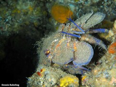 Scyllarides latus