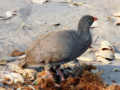 Pternistis adspersus