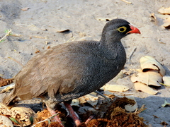 Pternistis adspersus