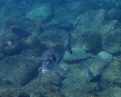 Sparus auratus