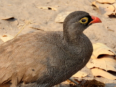 Pternistis adspersus