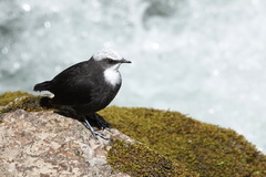 Cinclus leucocephalus