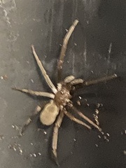 Kukulcania hibernalis
