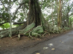 Ficus macrophylla