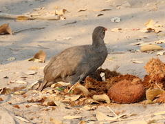 Pternistis adspersus