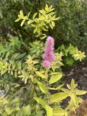 Spiraea tomentosa
