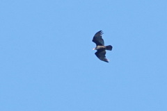 Cathartes aura