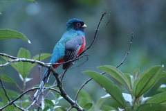Trogon collaris