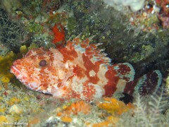 Scorpaena canariensis