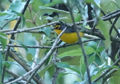 Myioborus melanocephalus