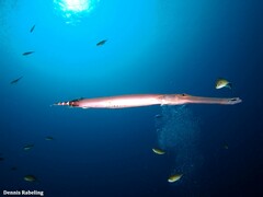 Aulostomus strigosus