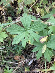 Anemonastrum canadense