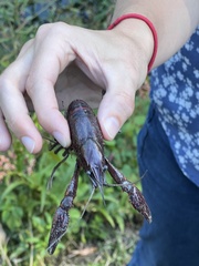 Procambarus clarkii